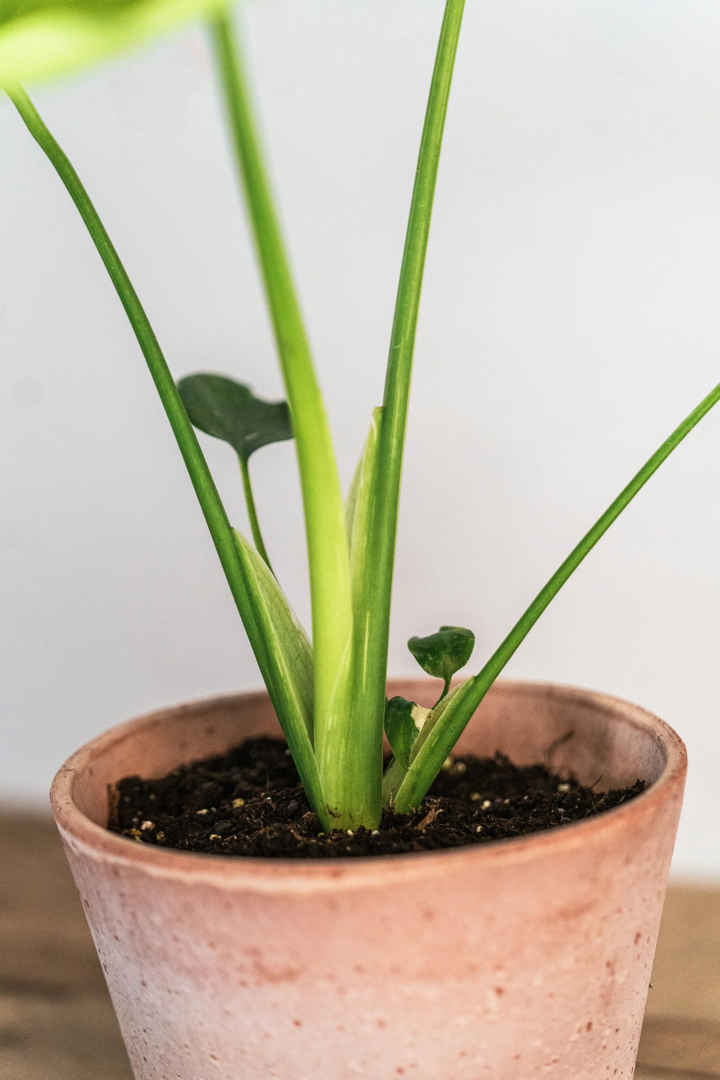 zz plant — Wilson Plant Co